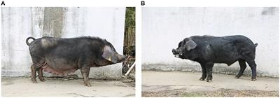 Copy number variants selected during pig domestication inferred from whole genome resequencing